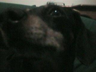 mitzy9.jpg (18990 bytes)